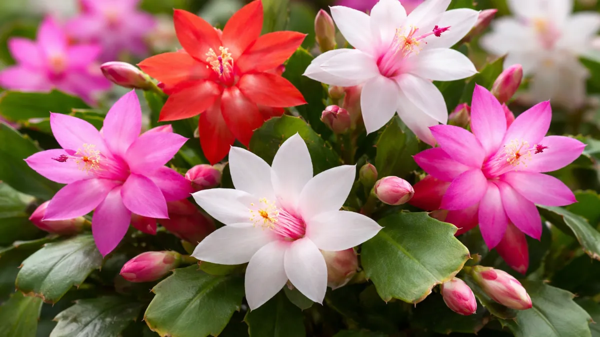 Только эти цветы посажу в 2026 году. 3 неприхотливых многолетника, которые растут практически без ухода