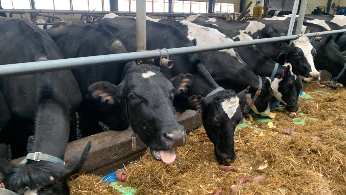 В Воронежской области за два месяца выявили 14 случаев бешенства у животных