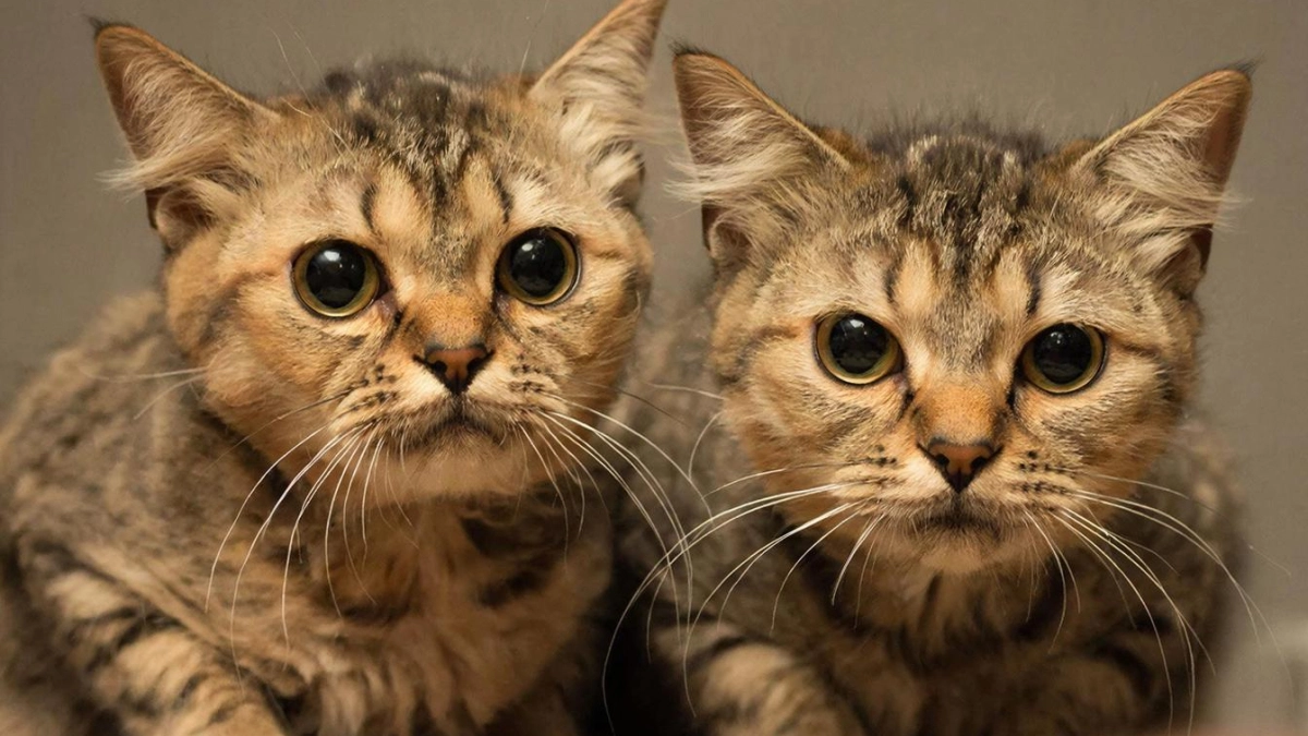 Три безобидные привычки хозяев, которые реально ежедневно убивают кошек