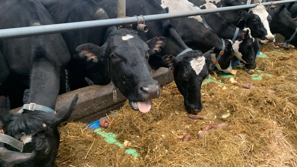 В Воронежской области усилили контроль за перевозкой сельхозгрузов