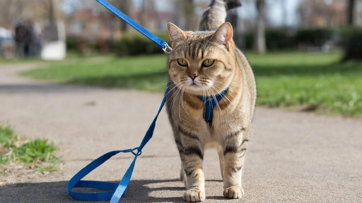 Почему выгул кошки на шлейке — точно рискованная практика, не соответствующая их природе