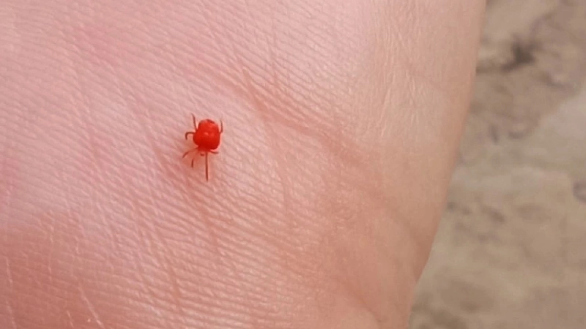 Клещи ненавидят этот запах: стоит всего 45 рублей, а обеспечивает защиту в сто раз лучше магазинного аэрозоля