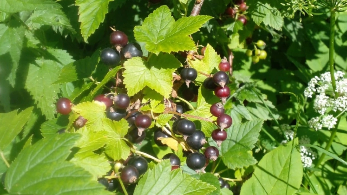 Добавь настурцию — и тля исчезнет за день: простой способ обеспечить защиту смородине без химии