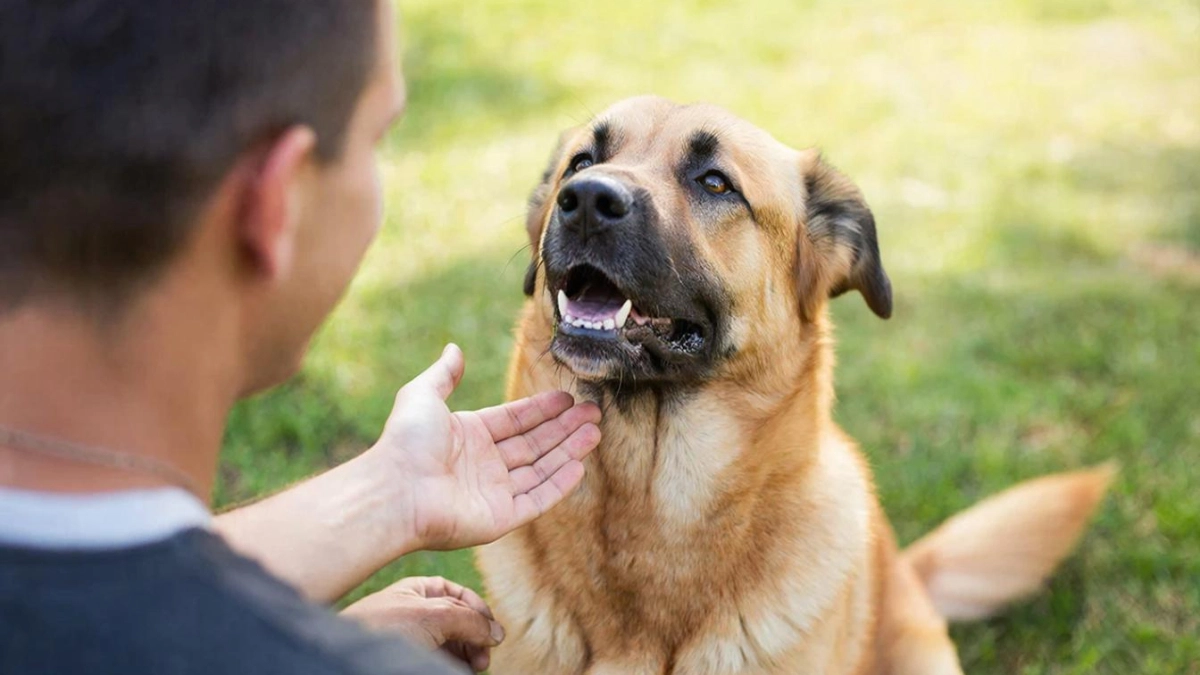 Любят своих хозяев до беспамятства: четыре породы собак, которые будут с вами навсегда где вы не были бы