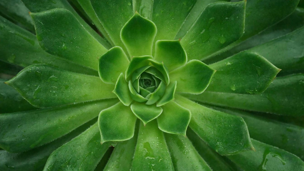 Для наращивания зеленой массы замиокулькасу — непременно: несколько капель в воду — листья суккулента мясистые и реально блестящие