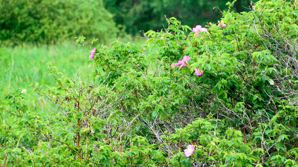 В Воронежской области на месте бывшей свалки высадили 120 елей и 120 кустов терна