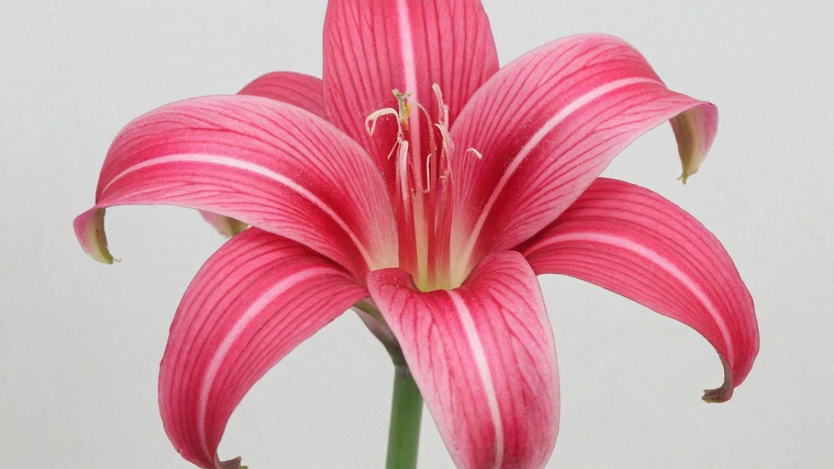 Гиппеаструм будет цвести регулярно, если каждый раз повторять реально простой алгоритм. Очень предсказуемое растение