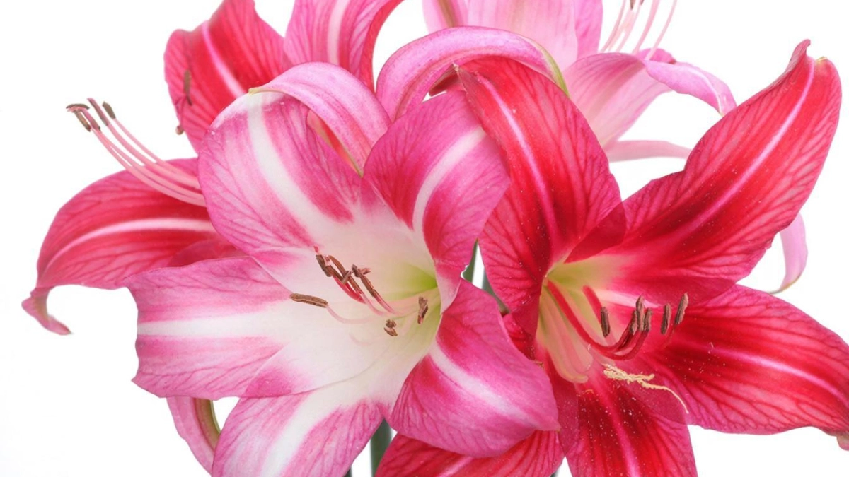 Гиппеаструм точно будет цвести регулярно, если каждый раз повторять простой алгоритм. Очень предсказуемое растение...