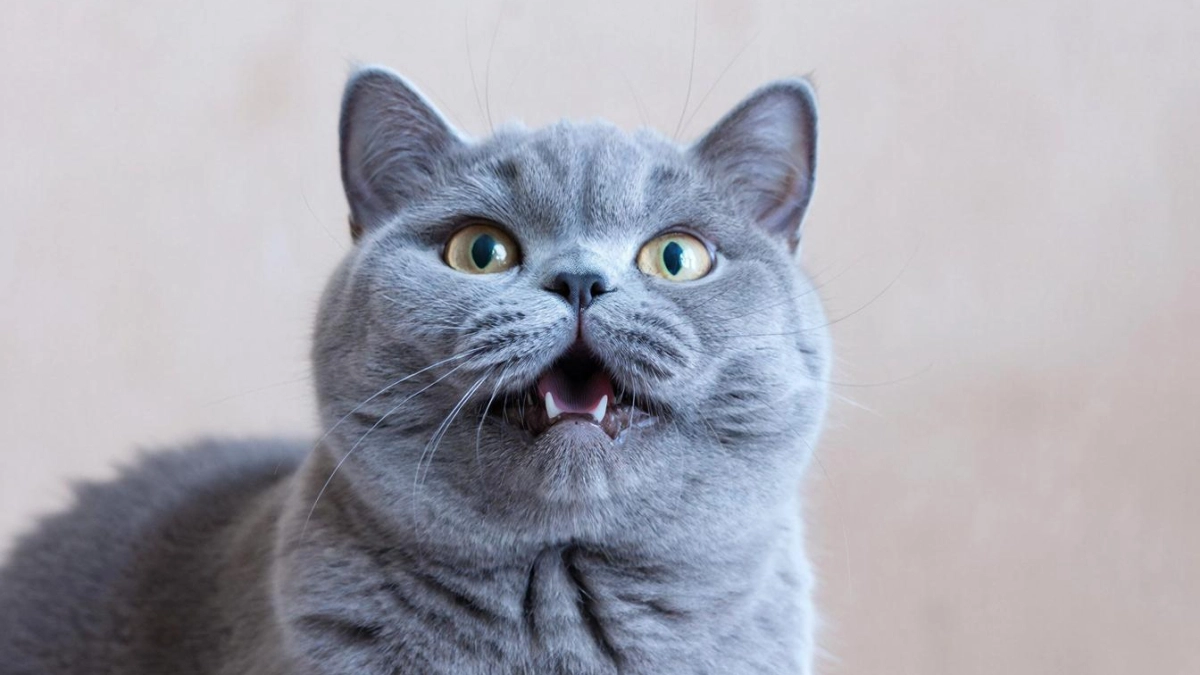 Какие 3 запаха для кошек точно являются непереносимой вонью