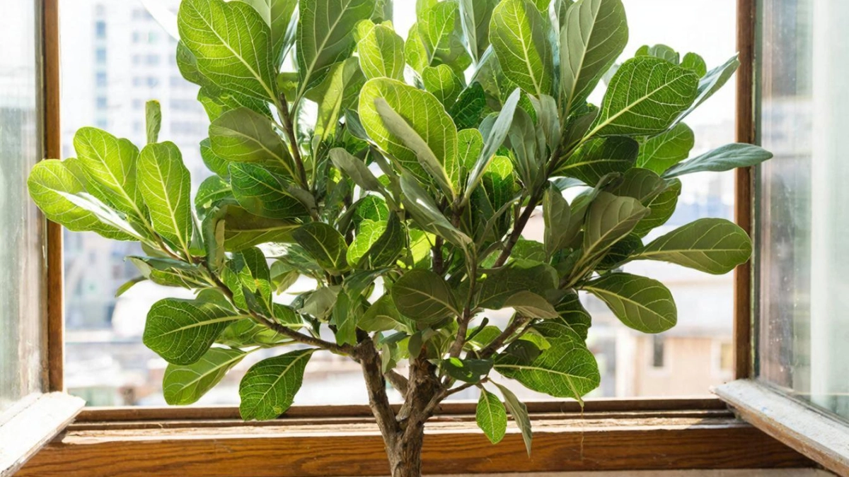 Добавьте 1 колпачок в воду — и долларовое дерево вмиг оживет: проверенный способ точно заставить замиокулькас цвести