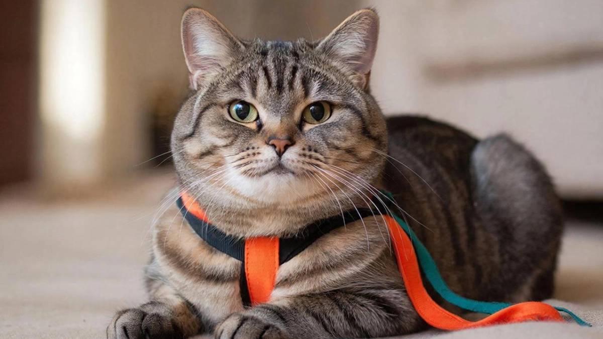 Почему выгул кошки на шлейке — точно рискованная практика, не соответствующая их природе