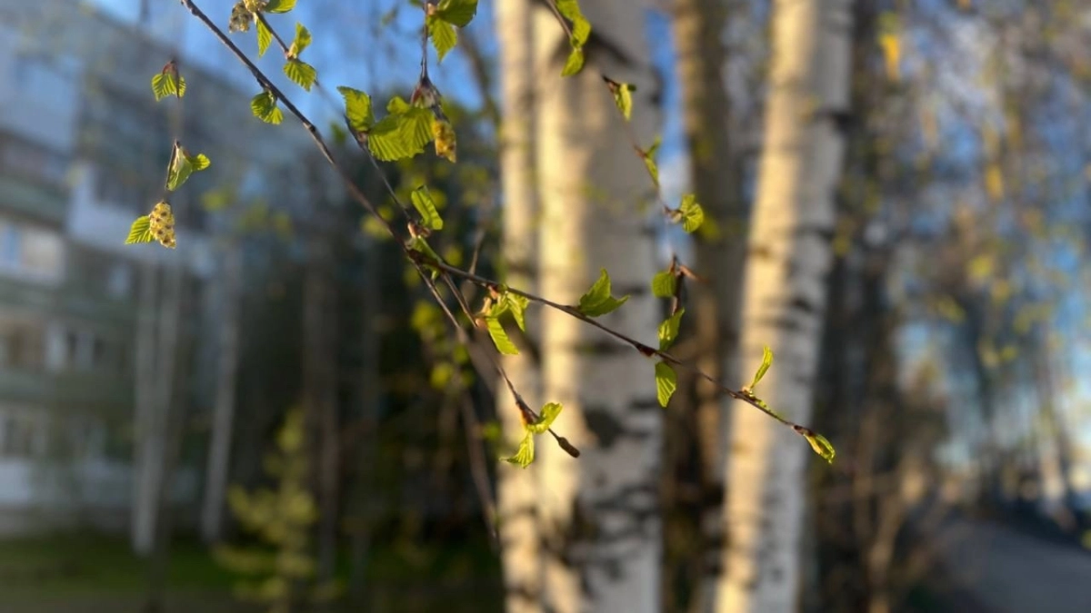 В Воронежской области 30 марта ожидается до +20 градусов и небольшой дождь днем