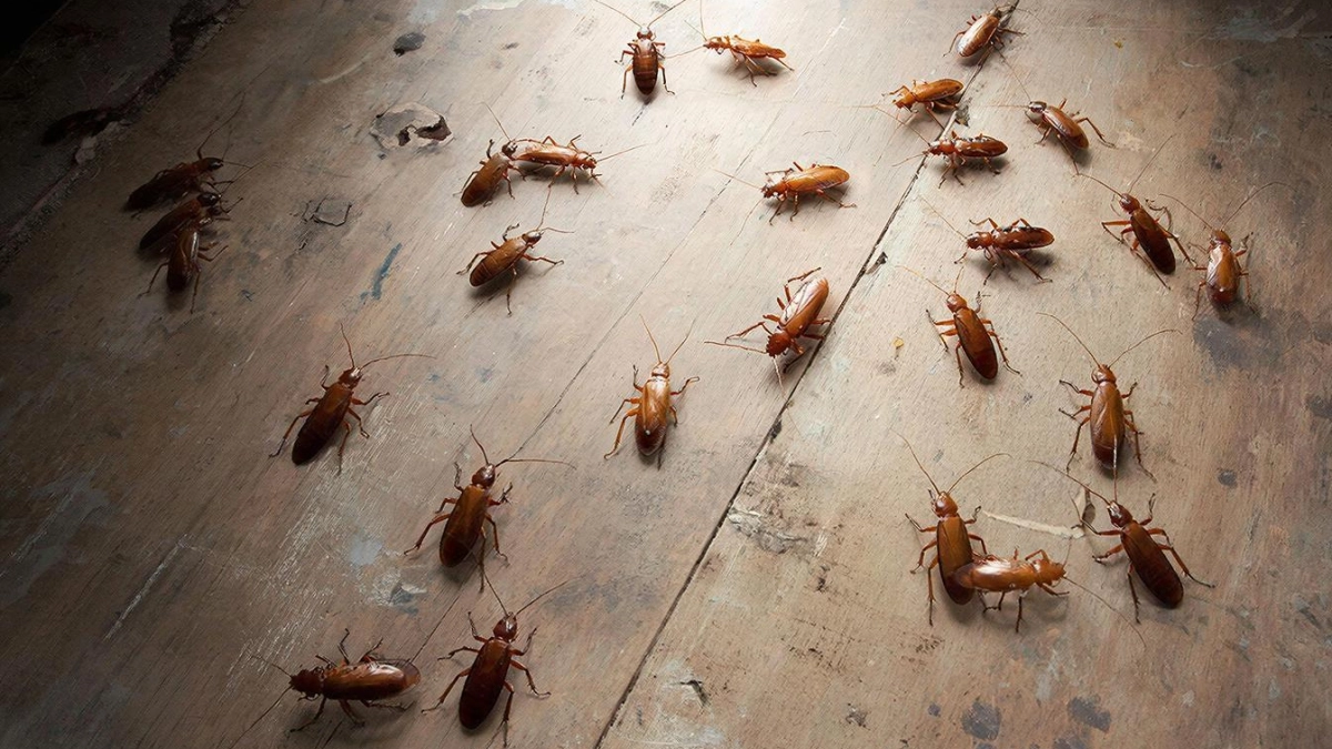 Китайцы избавляются от тараканов реально только так: смешали два средства – и усачи убегают, стуча копытами