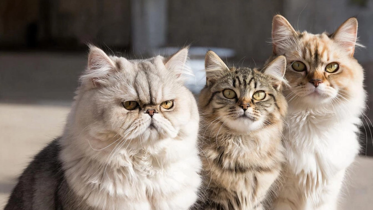 Топ-3 самых опасных породы кошек, от которых лучше нужно держаться подальше