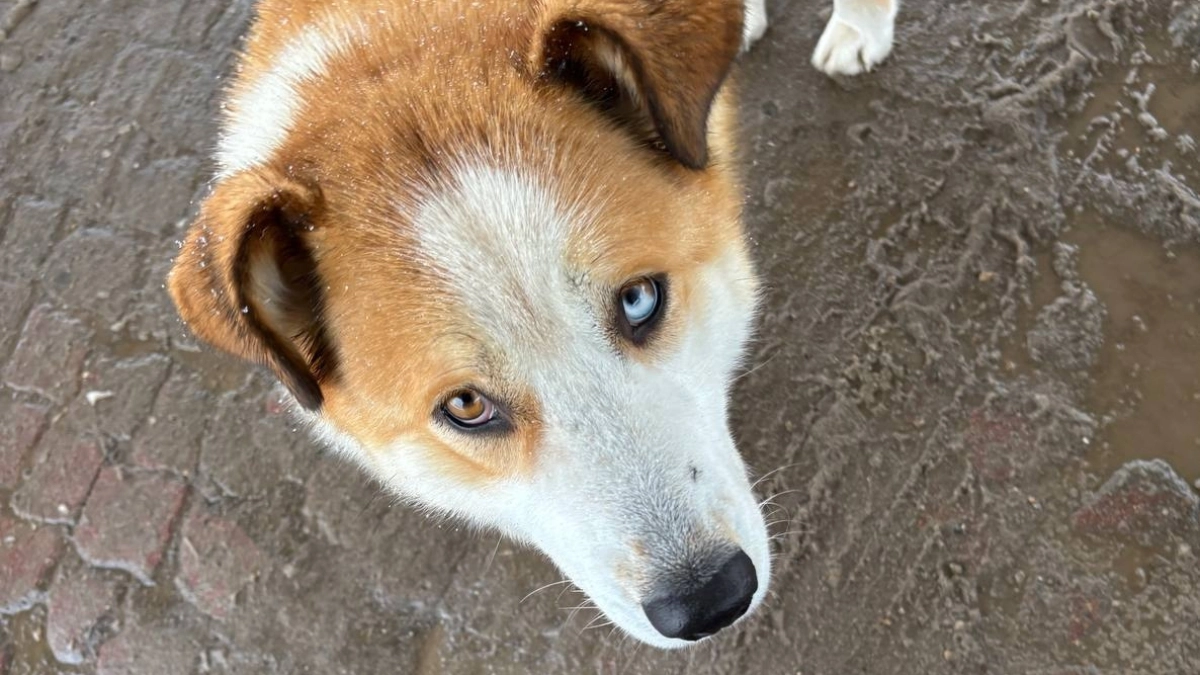 В Лискинском районе ввели карантин из-за бешенства до середины июля