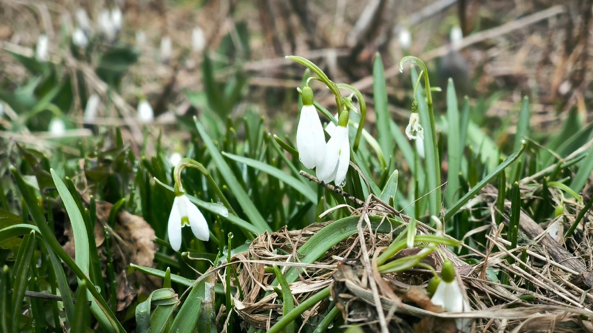 Воронежскую область 2 апреля накроют дожди с грозами и порывистым ветром