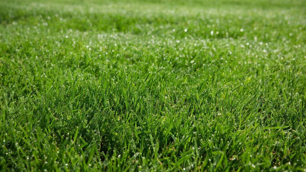 Ни в одной фирме об этом не скажут: как же стартануть газон весной, чтобы не было пучков травы, проплешин и жёлтых пятен