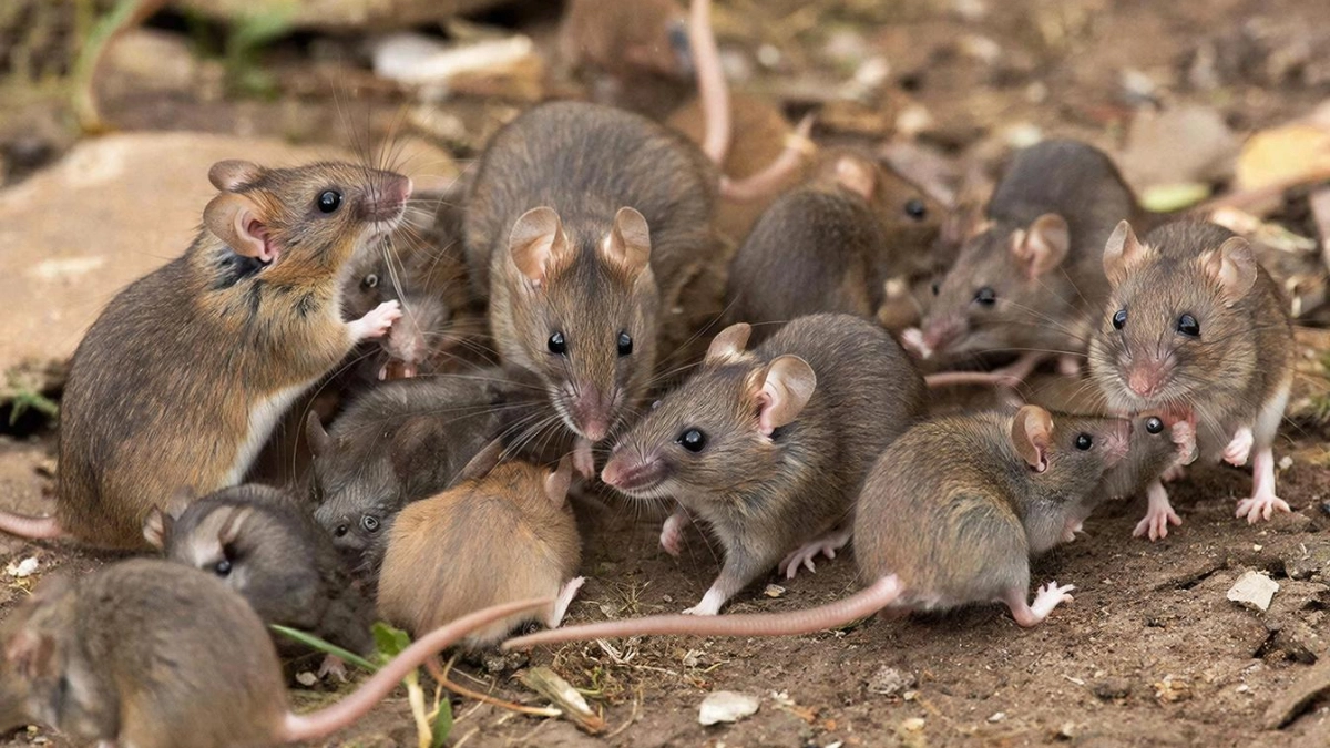 За один день мышей в доме не стало: мой метод сработал на 100%, но мало кто точно сможет это повторить