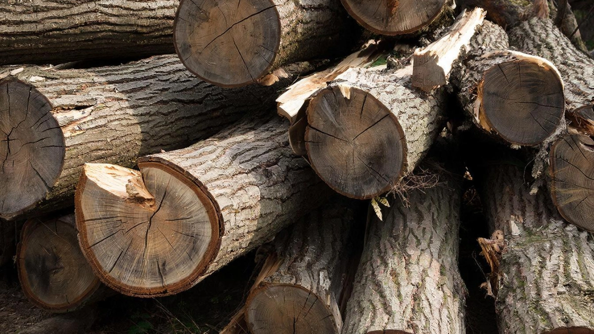 Дед смеялся над моей монтажной пеной: почему сруб на мох — это круто, но повторять это я вам точно не советую