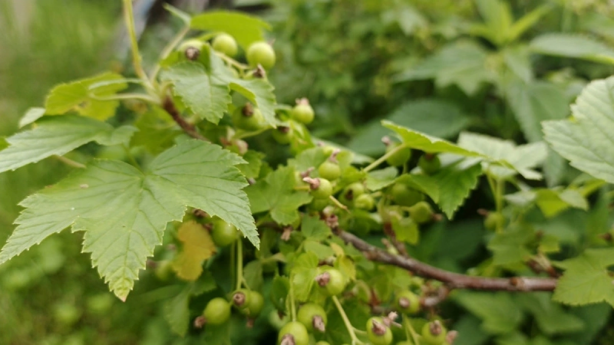Воткнула под смородину — вся тля пропала за 1 день: даже обрабатывать не нужно — листья чистые все лето