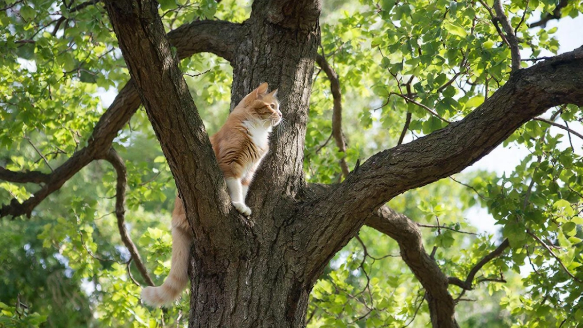 Почему кошки очень легко взбираются на деревья, но потом не могут спуститься?