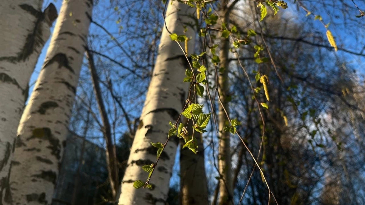 В Воронежской области 5 апреля ожидается до плюс 13 градусов и западный ветер
