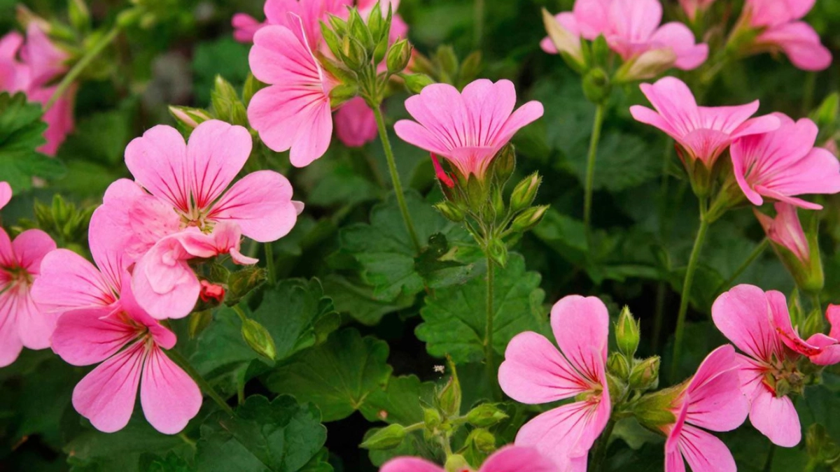 10 мл под засохшую герань — растение не узнать: цветет пышными шапками реально целый год