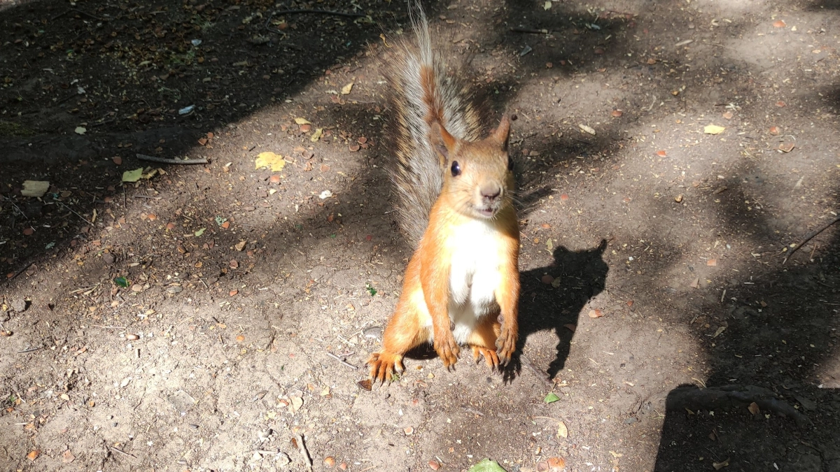В Воронежской области волонтёры спасают бельчонка с парезом задних лап