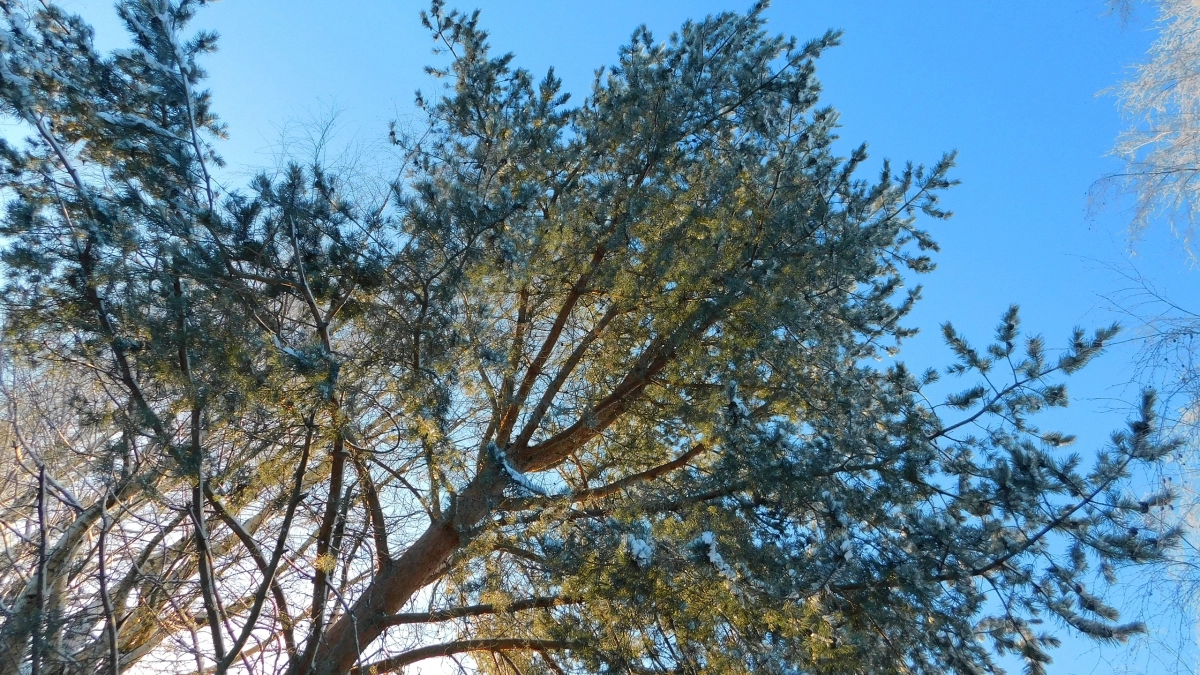 В Воронежской области в 2026 году планируют вырубить более 4 тысяч деревьев