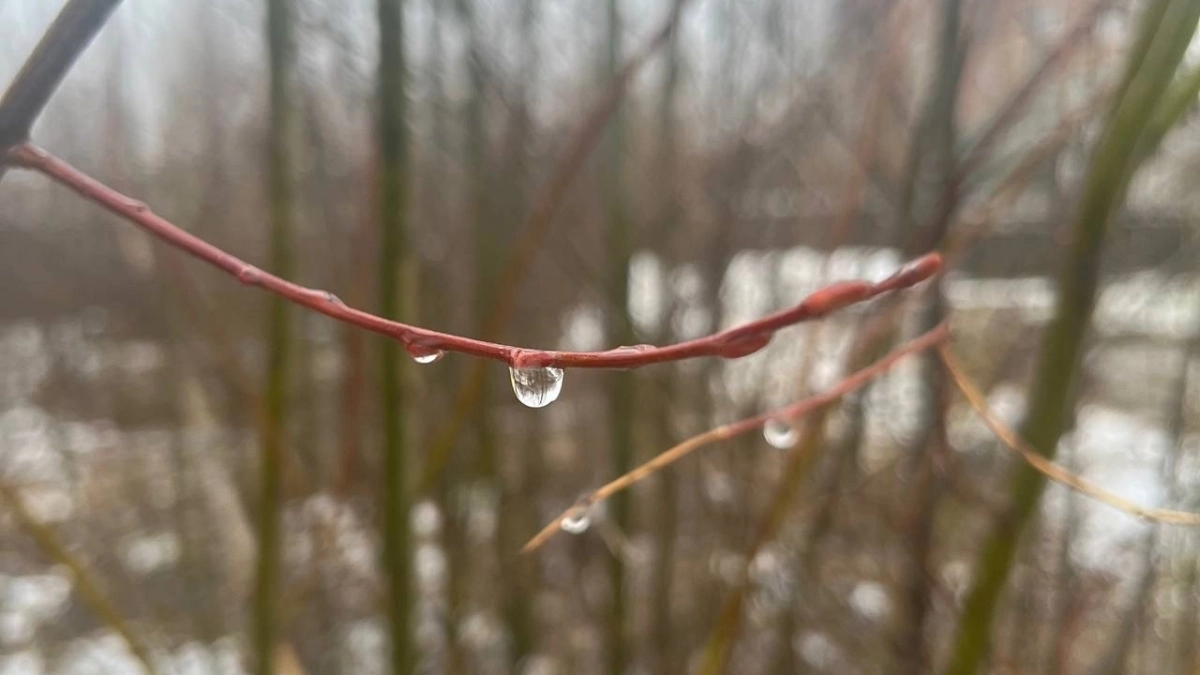 Воронежскую область 6 апреля ждут сильный ветер и до +18 градусов