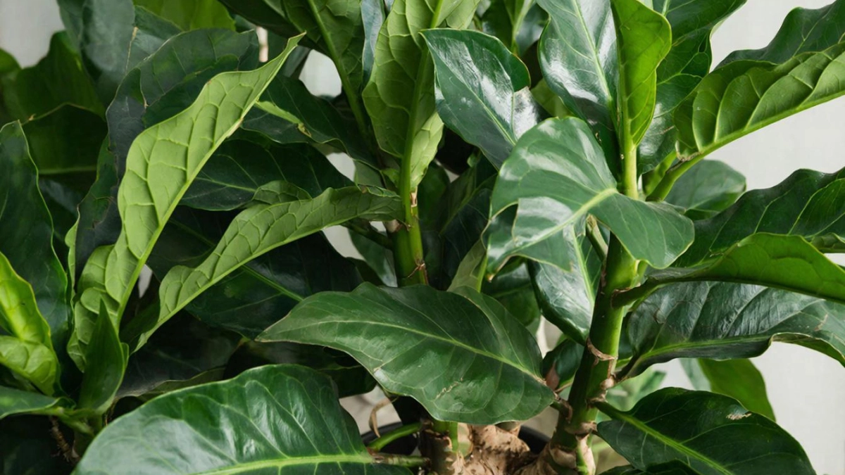 Добавьте 1 колпачок в воду — и долларовое дерево точно оживет: проверенный способ заставить замиокулькас цвести