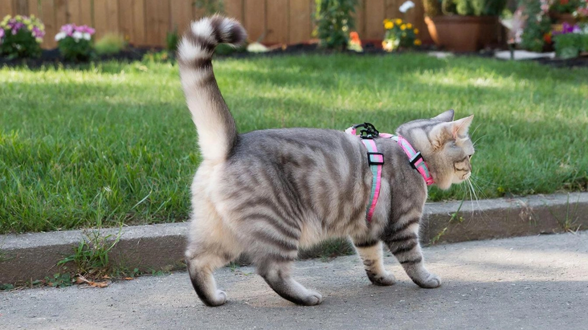 Почему выгул кошки на шлейке — точно рискованная практика, не соответствующая их природе