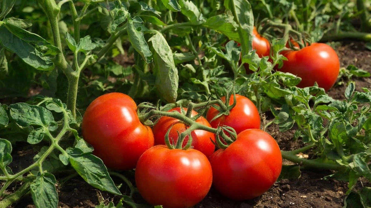 1 ложка в лунку — и точно собираем по 20 кг томатов с куста: помидоры здоровые, мясистые и сладкие