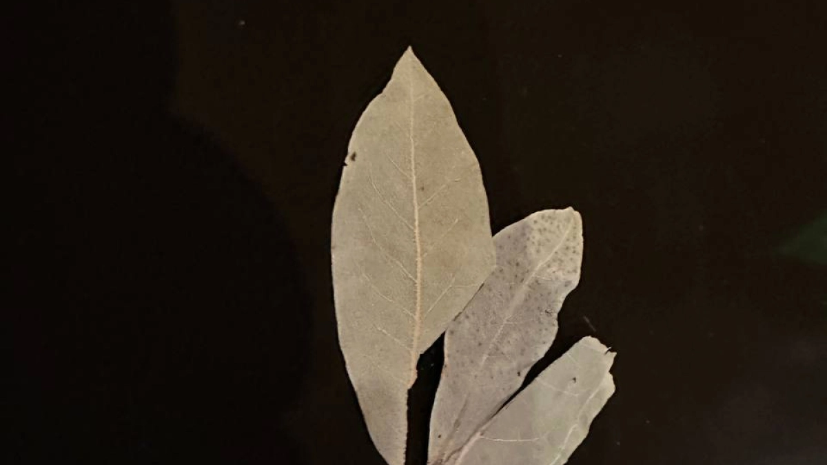 Кладу лавровый лист под коврик у входа: эффект просто невероятный – и подумать не могла