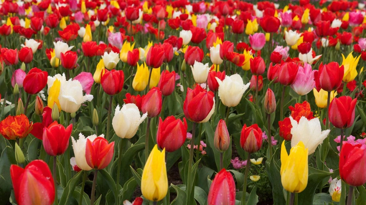 Мечта для всех тюльпанов в апреле: 1 ложка на 10 л воды - яркие и пышные 20/20 бутонов