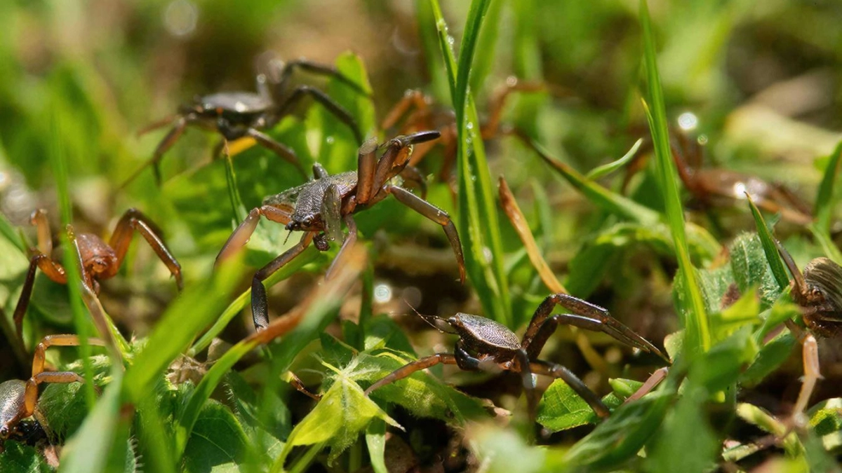 Белая ткань и палка – всё, что нужно: как же эффективно проверить участок на клещей за 5 минут