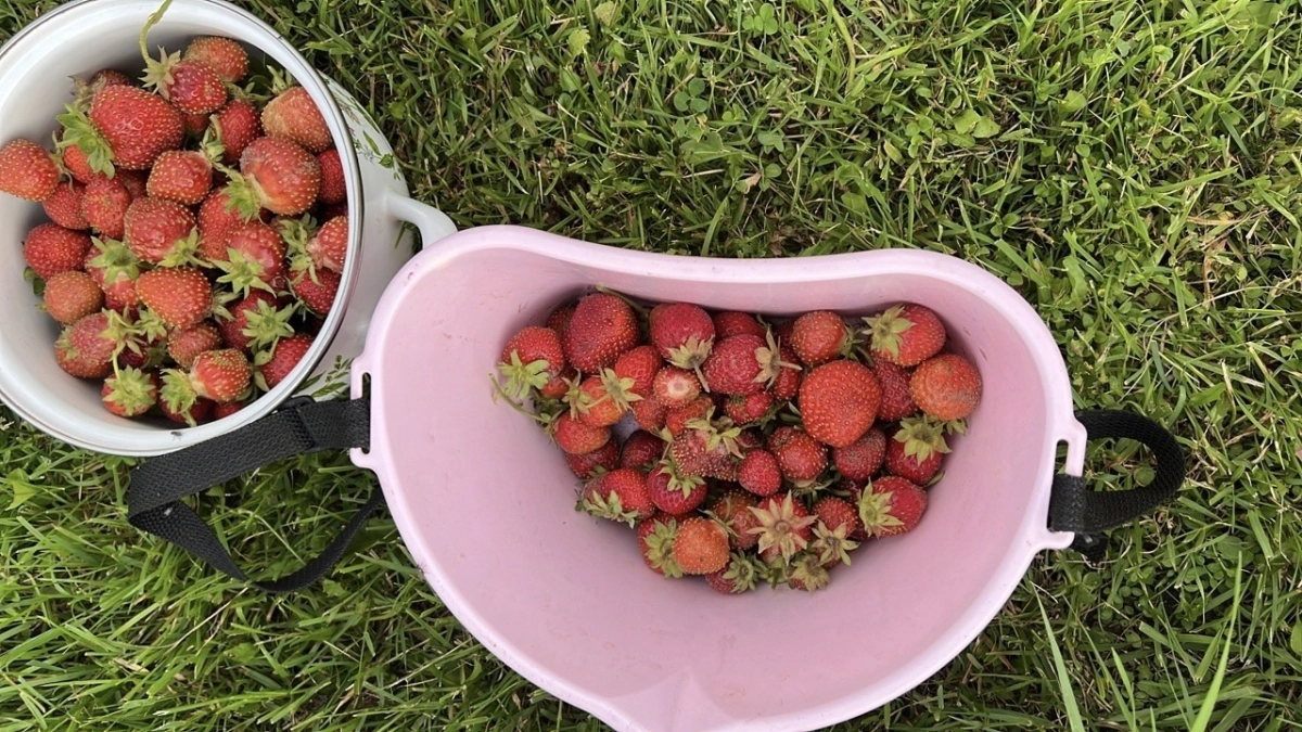 Формула сладкой и крупной клубники: эти 3 весенние подкормки превратят ваш участок в ягодный рай