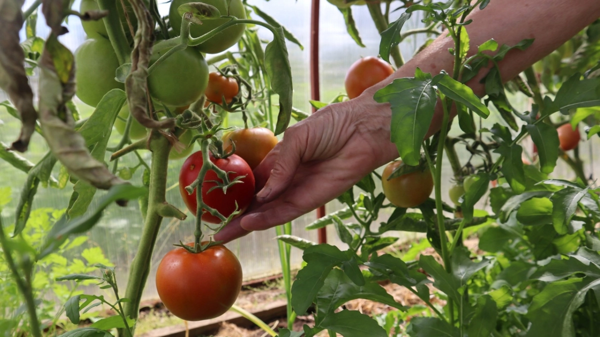 1 ложка в лунку - томаты всегда здоровые и мясистые: по 25 кг с куста