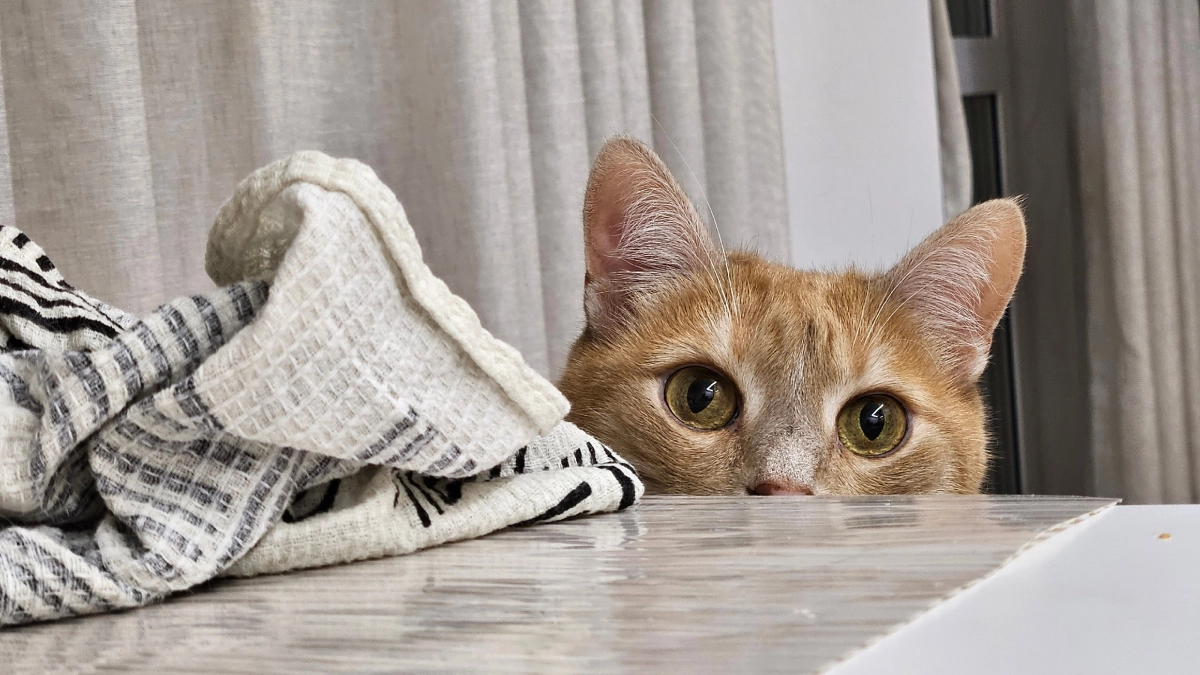 Тихие, спокойные, с мебелью всегда дружат: 5 пород кошек, которые идеально подходят для квартиры