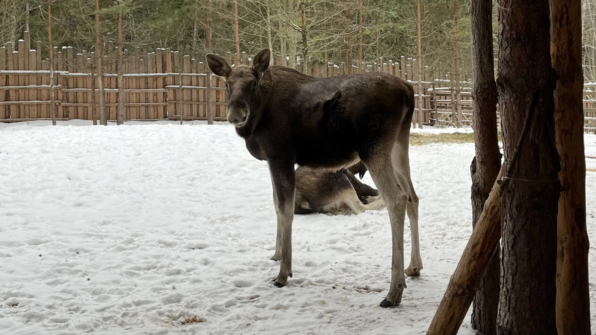 В Воронежской области направят 2,7 миллиона рублей на мониторинг краснокнижных видов
