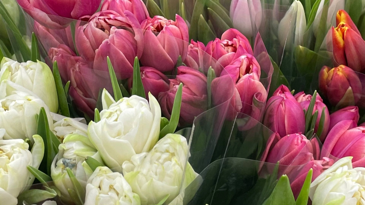 Мечта всех тюльпанов в апреле: 1 ложка на 10 л воды - яркие и пышные 20/20 бутонов