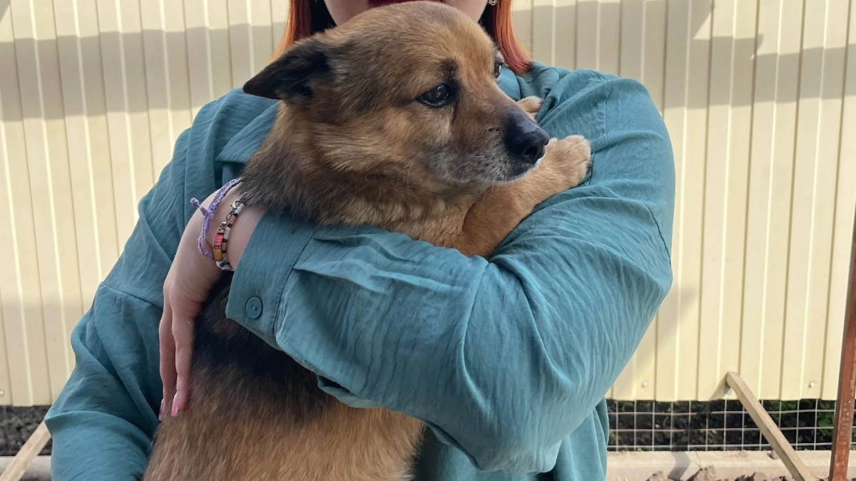 Чем обработать питомца от блох и клещей: рабочие средства и советы ветеринара