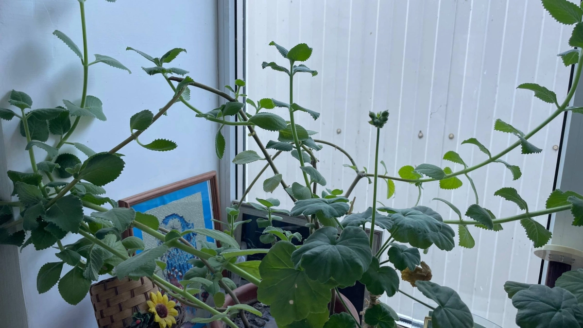 Ирисам в апреле — обязательно: 3 важные процедуры для пышного цветения и сочных листьев