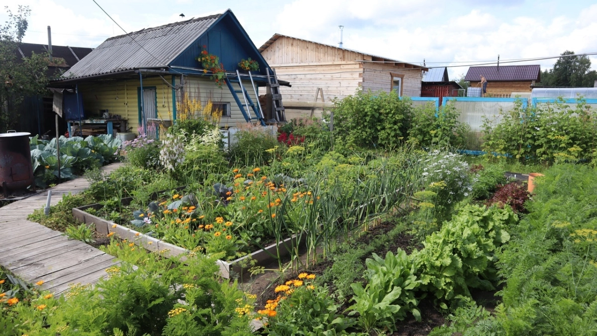 Всё придумано до нас: как избавиться от сорняков на участке способом Менделеева. Больше не придётся гнуть спину