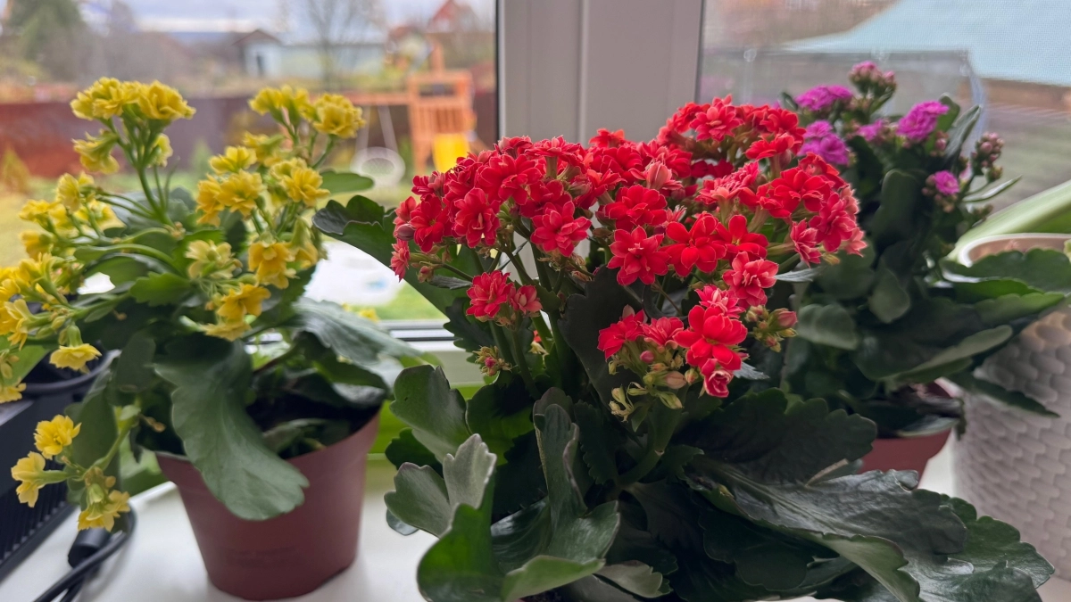 Сеять можно прямо в грунт: эти 3 многолетника превратят вашу клумбу в ковер из цветов