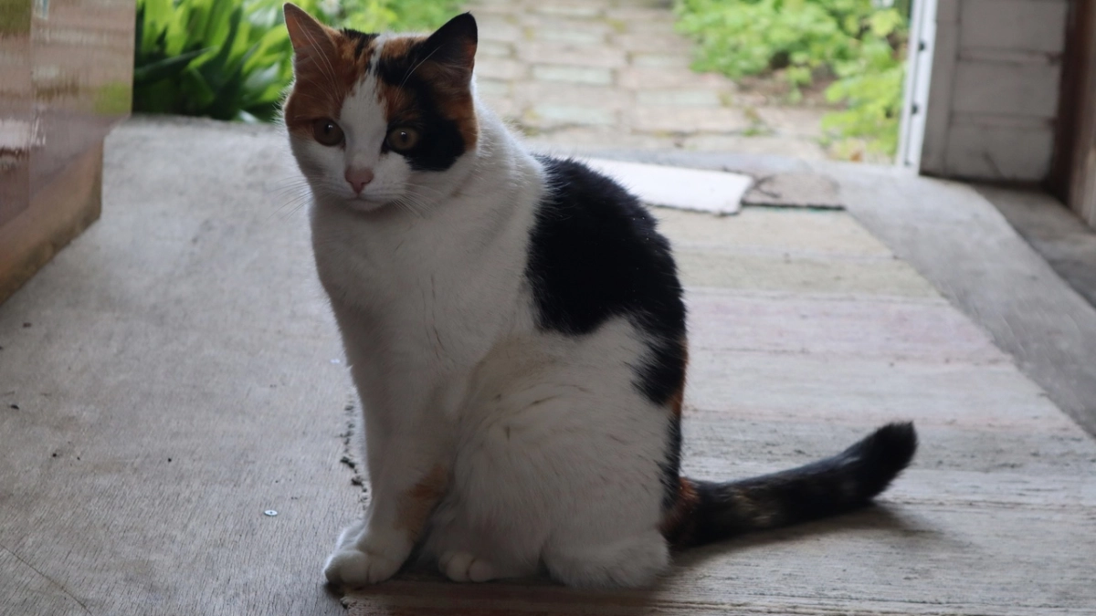 В Лисках в городском парке спасли кота