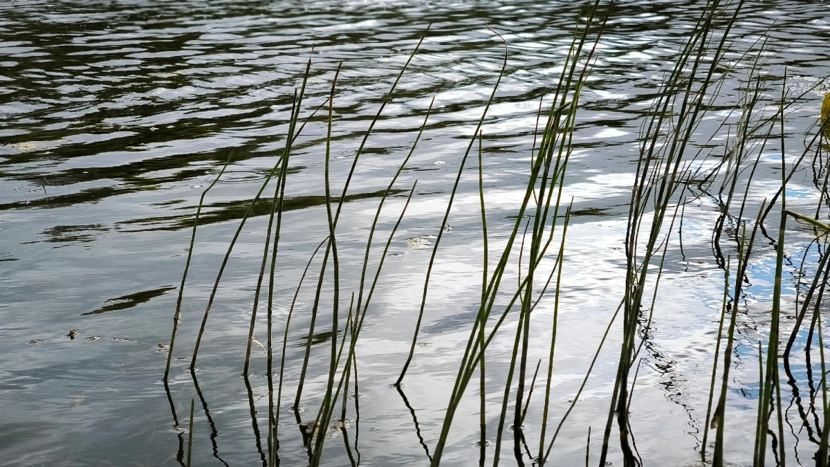 В Воронежской области остаются подтопленными три низководных моста