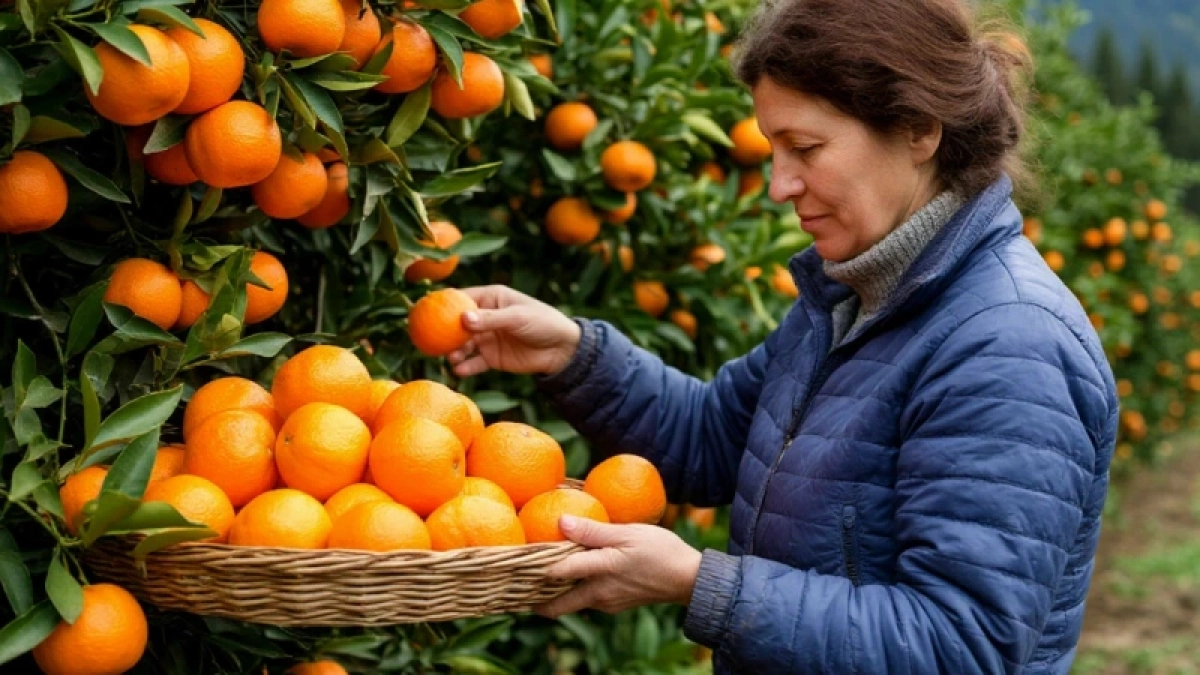 Съездила на сбор мандаринов в Абхазию: вот сколько можно заработать - честная история туриста