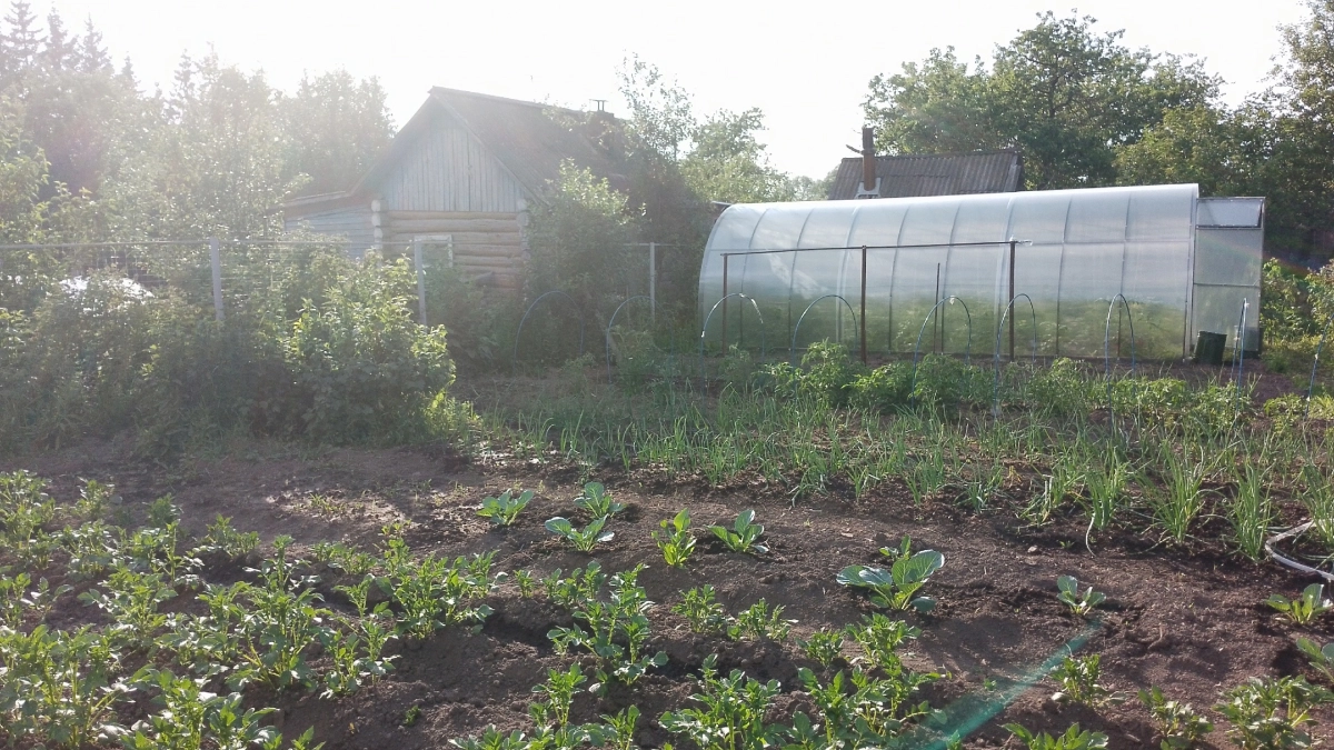 Заправляем правильно грядки под посадку томатов — будем снимать урожай ящиками: простой секрет