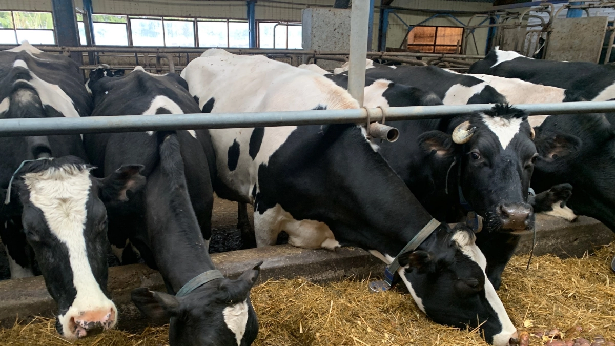 В Воронежской области зафиксировано масштабное сокращение поголовья крупного рогатого скота